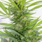 Семена сорта Sugar Black Rose reg (Delicious Seeds)