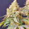 Семена сорта Auto Bruce Banner XXL fem (Advanced Seeds)