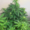 Семена сорта Auto Chronic Monster XXL fem (Victory Seeds)