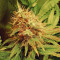 сорт Bruce Banner 3 fem