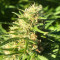 Семена сорта Jekyll Passion fem (Samsara Seeds)