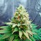 Семена сорта Lemon Garlic OG fem