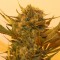 Семена сорта Sour P fem (Resin Seeds)
