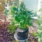 Семена сорта Sour Diesel Auto fem (Humboldt Seeds)