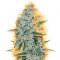 Семена сорта Big Bazooka fem (Anesia Seeds)
