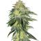 Семена сорта Chemdog Auto fem (Семяныч)