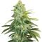 Семена сорта Durban Poison Auto fem (Семяныч)