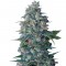 Семена сорта Hashberry reg (Mandala Seeds)