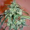 Семена сорта C13 Haze reg