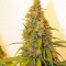 Семена сорта Dedoverde Haze fem