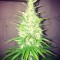 Семена сорта Goji Haze fem (Sumo Seeds)