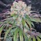 Семена сорта Hindu Kush (Kaya Gold) fem (Nirvana Seeds)