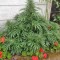 Семена сорта Krippleberry Auto fem (Dr. Krippling Seeds)