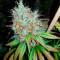 Семена сорта Leisure Zoot Larry fem (Dr. Krippling Seeds)