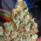 Семена сорта Lemon Thai Kush fem