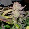 Семена сорта Smile fem (Kannabia Seed Company)