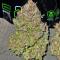Семена сорта Strawberry Gorilla Auto RF3 fem (FastBuds)