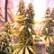 Семена сорта White Lemon fem (Strain Hunters)