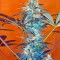 Семена сорта White Rhino reg (Nirvana Seeds)