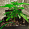 Семена сорта Auto Chocolate Kush fem (00 Seeds)