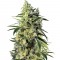 Семена Sweet Amnesia Haze шишки