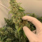 Семена сорта Auto Glueberry O.G. fem (Dutch Passion)