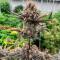 Семена сорта Banana Purple Punch Auto RF3 fem (FastBuds)