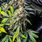 Семена сорта Bruce Banner × Pineapple (7CH Seeds & Cali Buds Seeds)