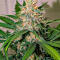 Семена сорта Durban Poison Auto fem (Семяныч)