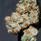 Семена сорта Iceberg fem (Anesia Seeds)