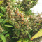 Семена сорта Sweet Tooth Auto fem (Barney's Farm)