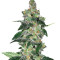 Микс семян конопли Sativa Pure Origin Collection 8 (World of Seeds)