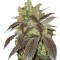Семена сорта Spoetnik #1 fem (Paradise Seeds)