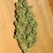 Семена сорта Amnesia Haze Auto Fem (Vision Seeds)