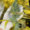 Семена сорта Auto Gelato #33 fem (Advanced Seeds)