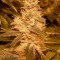 Семена сорта Auto Kush fem (Female Seeds)