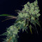 Семена сорта Canadian Kush 2.0 fem