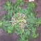 Семена сорта Kali´s White Shadow fem (KFC Seeds)