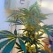 Семена сорта OG Kush reg (Humboldt Seeds)