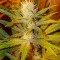 Семена сорта White Caramel Cookie fem (Sumo Seeds)
