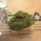 Семена сорта Zombie Haze fem (Sumo Seeds)
