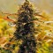 Семена сорта Jack 47 Auto fem (Sweet Seeds)
