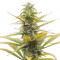 Семена сорта Auto Bruce Lemon Diesel fem (Dutch Passion)