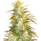 Семена сорта Satori x Mountain Gold regular (Mandala Seeds)