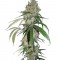 Семена сорта Chocolope fem (DNA Genetics)