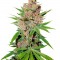 Семена сорта Passion Fruit fem