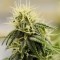 Семена сорта Allkush fem (Paradise Seeds)