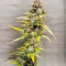Семена сорта Auto Bruce Banner XXL fem (Advanced Seeds)