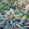 Семена сорта Critical Mass CBD fem
