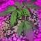 Семена сорта Grand Heft Auto fem (Dr. Krippling Seeds)
